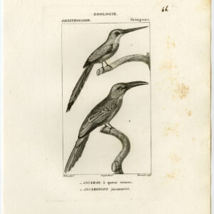 Rufous Tailed Jacamar Grote Vogel Plaat 66 Pretre Massard 1816