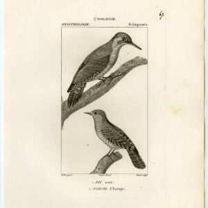 Groene Specker EuraziëAan Wryneck Bird Plate 67 Pretre Rebel 1816
