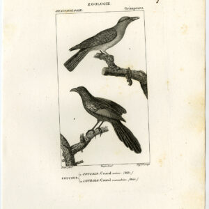 Zwarte Coucal Koekoe Roller Vogel Plaat 69 Pretre Guyard 1816