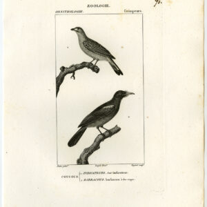 Minder Honeyguide Zwarte Fronted Nunbird Pl. 70 Pretre Guyard 1816
