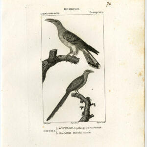 Channel Billed Cuckoo Malkoha Bird Plate 71 Pretre Guyard 1816
