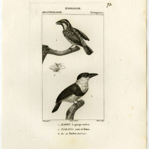 Bornean Barbet White Necked Puffbird Plaat 72 Pretre Rebel 1816