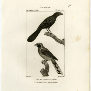 Smooth Billed Ani Trogon Vogel Plaat 73 Pretre Massard 1816