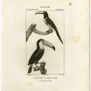 Aracari Toco Toucan Vogel Plaat 74 Pretre Boure 1816