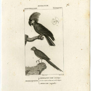 Parakeet Parrot Zwarte Cockatoo Vogel Plaat 76 Pretre Guyard 1816
