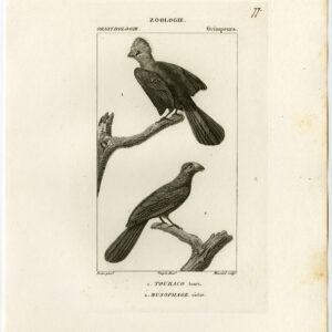Violet Turaco Knysna Vogel Plaat 77 Pretre Massard 1816