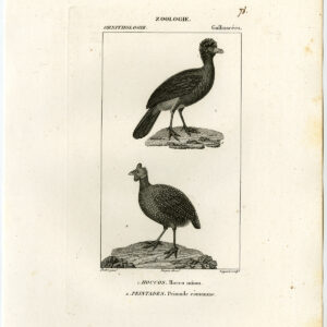Guineafowl Alagoas Curassow Bird Plate 78 Pretre Guyard 1816