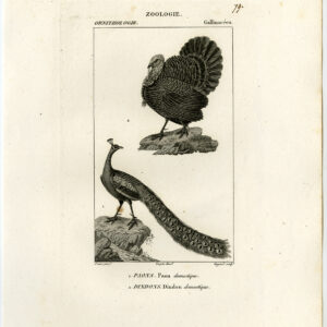 Indische Pauw Domesticated Turkije Plaat 79 Pretre Guyard 1816