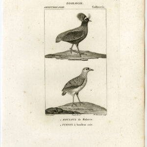 Crested Patrijs Buttonquail Bird Plate 81 Pretre Massard 1816