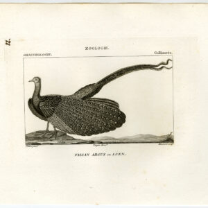 Grote Argus Vogel Plaat 82 Pretre Massard 1816