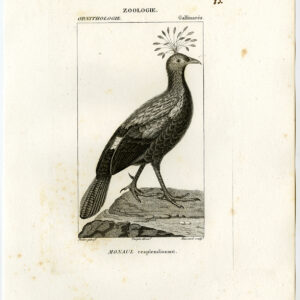 Himalayaanse Monal Fazant Vogel Plaat 83 Pretre Massard 1816