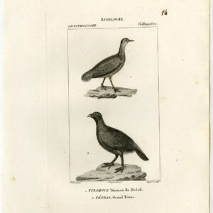 Western Capercaillie Grote Tinamou Plaat 84 Pretre Guyard 1816