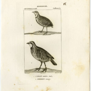 Rain Quail Red Legged Patrijs Vogel Plaat 85 Pretre Massard 1816