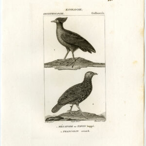Cape Spurfowl Francolin Megapode Plaat 86 Pretre Massard 1816