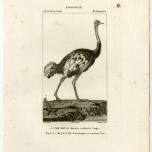 Gemeenschappelijke Struisvogel Groter Rhea Voet Plaat 88 Pretre Guyard 1816