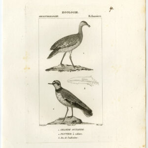 Grote Bustard Plover Vogel Plaat 90 Pretre Plee 1816
