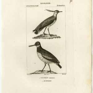 Noordelijke Kieving Oestervanger Vogel Plaat 91 Pretre Plee 1816