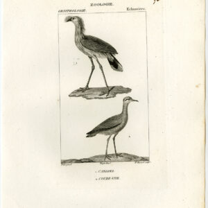 Red Legged Seriema Courser Cariama Plaat 92 Pretre Massard 1816