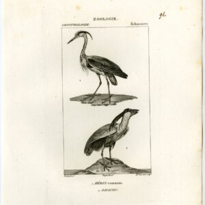 Boot Billed Heron Grey Bird Plate 94 Pretre Massard 1816