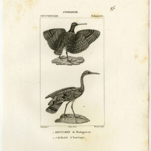 Boot Billed Heron Grey Bird Plate 95 Pretre Massard 1816