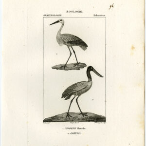 Zwarte Stork White Vogel Plaat 96 Pretre Coignet 1816