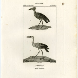 Hamerkop Afrikaans Openbill Vogel Plaat 97 Pretre Coignet 1816