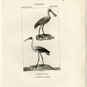 Gele Gefactureerde Ooievaar Gewone Spoonbill Plaat 98 Pretre Massard 1816