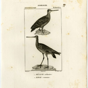 EuraziëAanse Woodcock Bar Tailed Godwit Plaat 99 Pretre Coignet 1816