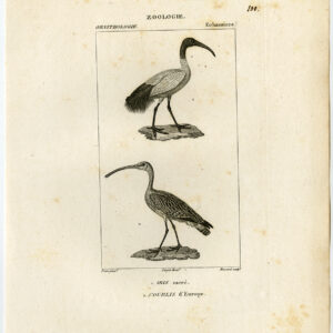 EuraziëAanse Wulp Afrikaanse Heilige Ibis Plaat 100 Pretre Massard 1816