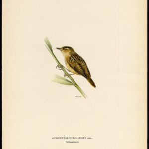 Acrocephalus Aquaticus Aquatic Warbler Von Wright 1917