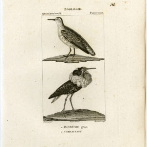 Rode Knoop Kop Vogel Plaat 101 Pretre Massard 1816