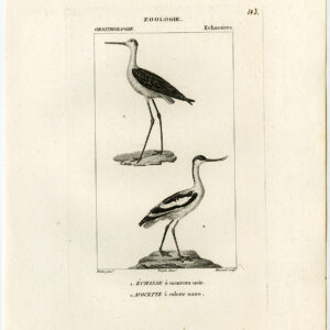 Pied Avocet Gewone Stilt Vogel Plaat 103 Pretre Massard 1816