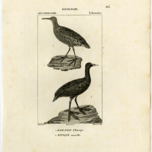 EuraziëAanse Coot Water Rail Vogel Plaat 106 Pretre Massard 1816