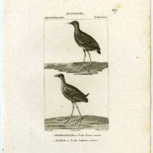 Gewone Moorhen Western Swamphen Bird Plate 107 Pretre Massard 1816
