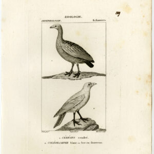 Sheathbill Cape Barren Gans Bird Plaat 109 Pretre Massard 1816