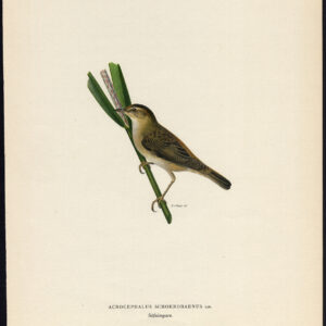 Acrocephalus Schoenobaenus Sedge Warbler Von Wright 1917