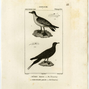 Cape Petrel Parasitic Jaeger Skua Bird Pl. 112 Pretre Massard 1816
