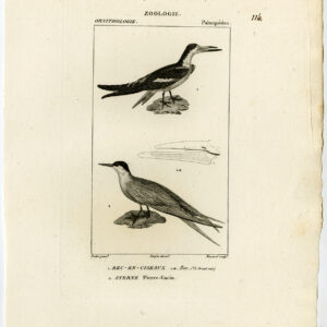 Zwarte Skimmer Gewone Stern Vogel Plaat 114 Pretre Massard 1816