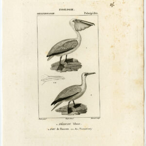 Witte Pelikaan Noordelijke Gannet Vogel Plaat 115 Pretre Massard 1816
