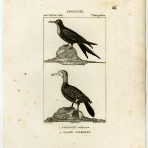 Frigatebird Grote Aalschols Vogel Plaat 116 Pretre Massard 1816