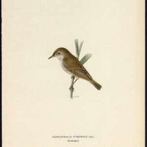 Sedge Warbler Acrocephalus Schoenobaenus Von Wright 1917