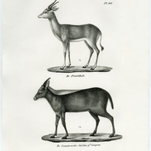 Antieke prent-SPRINGBOK-SUMATRAN ANTELOPE-PL. 148-Schinz-Brodtmann-1845