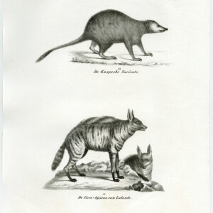Antieke prent-MEERKAT-SURICATE-AARDWOLF-PL. 71-Schinz-Brodtmann-1845