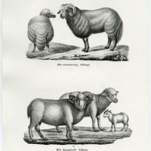 Antieke prent-FAT TAILED SHEEP-SPANISH-PL. 159-Schinz-Brodtmann-1845