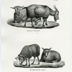Antieke prent-NEDERLANDSE SCHAPEN-BINNENLANDSE GEIT-PL. 155-Schinz-Brodtmann-1845