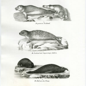 Antieke prent-GEMEENSCHAPPELIJKE ZEGEL-OLIFANT-PL. 88-Schinz-Brodtmann-1845