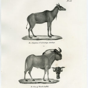 Antieke prent-WILDEBEEST-GNU-NILGAU-BLAUWE BULL-PL. 152-Schinz-Brodtmann-1845