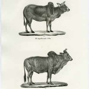 Antieke prent-ZEBU-CATTLE-PL. 163-Schinz-Brodtmann-1845