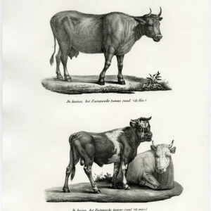 Antieke prent-BINNENLANDSE KOE-BULL-VEE-OX-PL. 162-Schinz-Brodtmann-1845