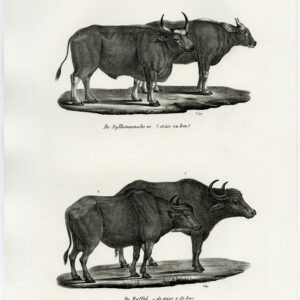 Antieke prent-GAUR-WATER BUFFALO-PL. 164-Schinz-Brodtmann-1845